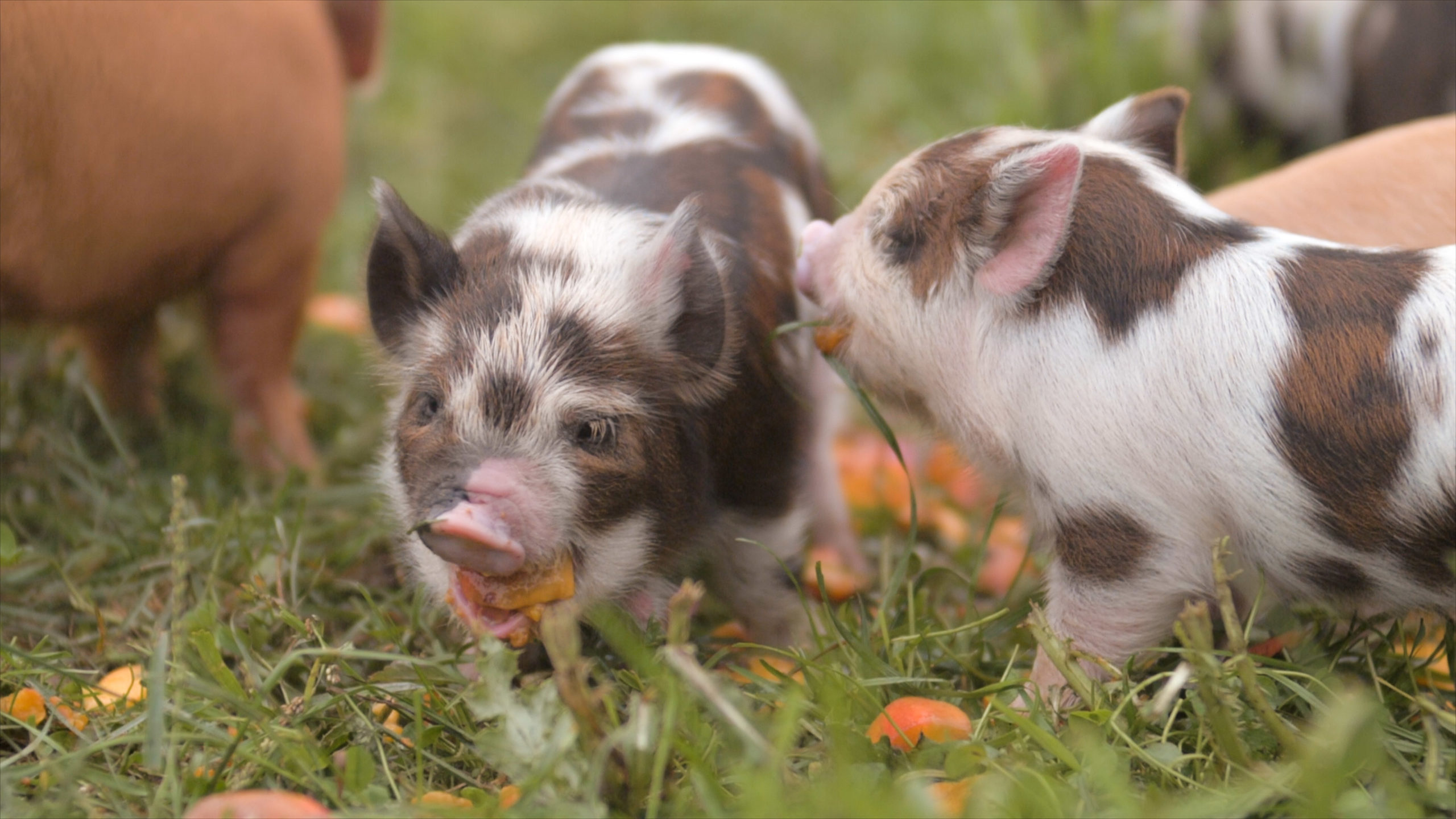 Pigs at Heartwood Farm