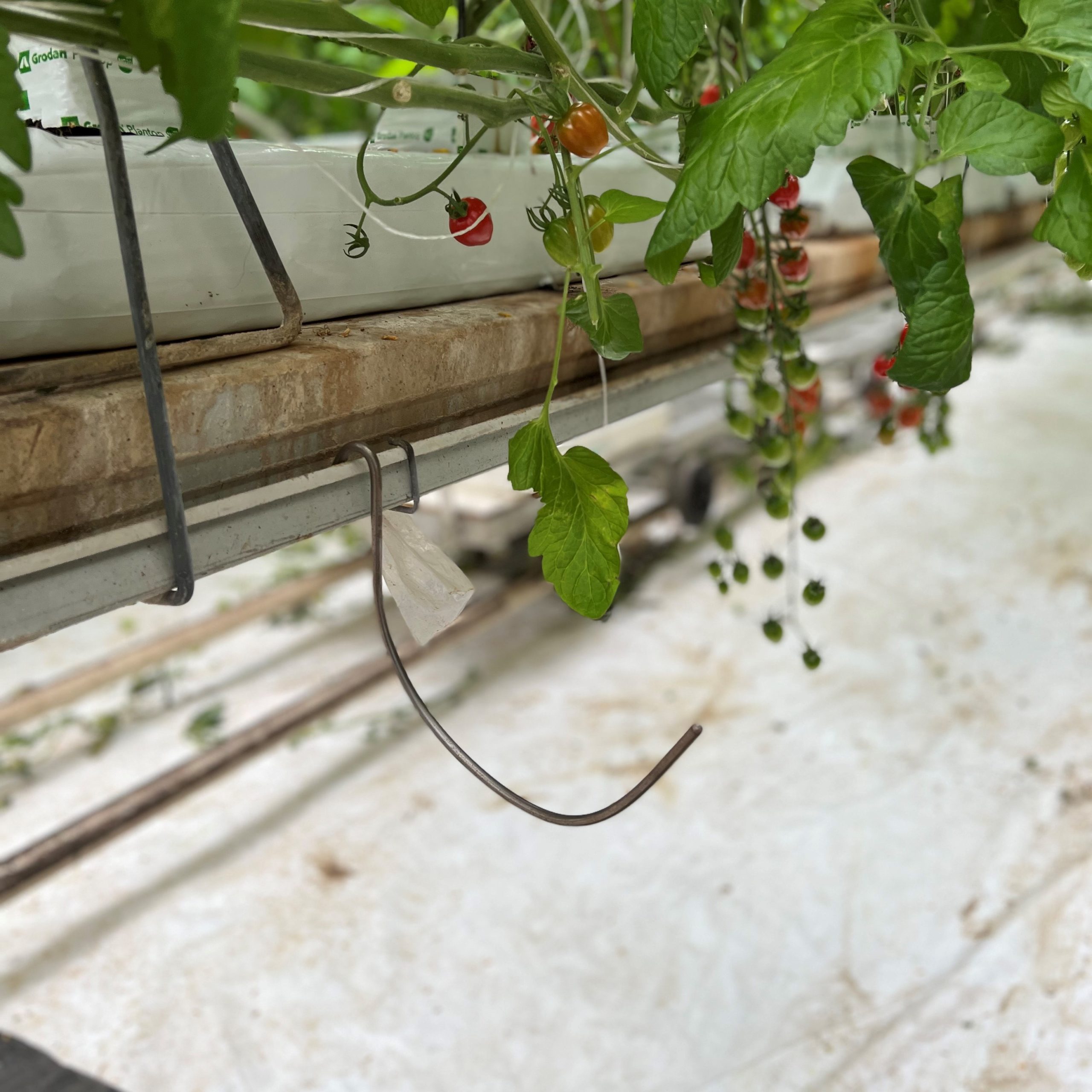 SunTech Greenhouse's hook system to keep the vines off of the floor 