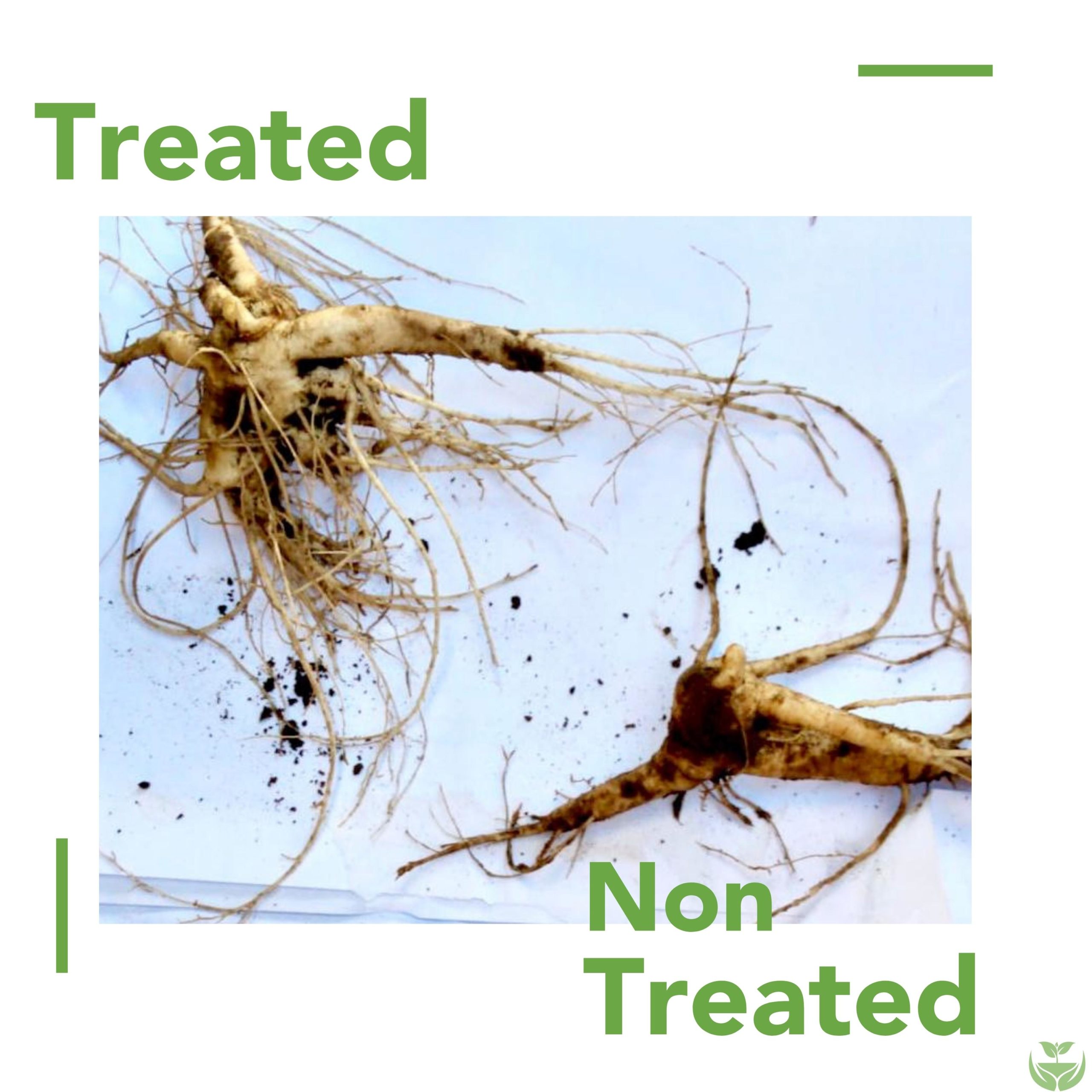 root comparison between treated and non-treated plants