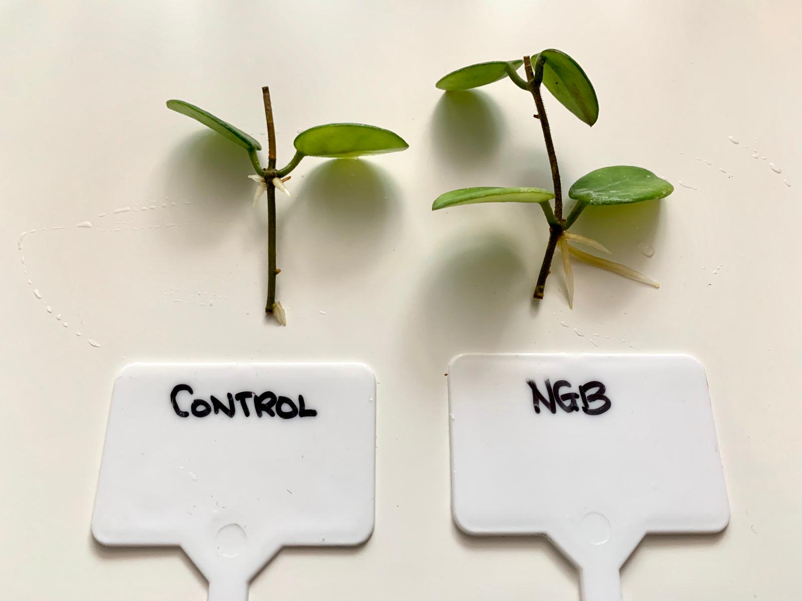 sprout comparison between non-treated and treated seedlings